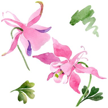Kırmızı aquilegia botanik çiçek. Vahşi bahar yaprak kır çiçeği. Suluboya arka plan illüstrasyon küme. Suluboya çizim moda aquarelle. İzole aquilegia illüstrasyon öğesi.