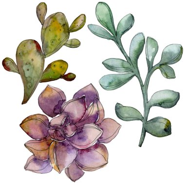 Orman botanik etli çiçek. Vahşi bahar yaprak izole. Suluboya arka plan illüstrasyon küme. Suluboya çizim moda aquarelle izole. İzole lezzetli illüstrasyon öğesi.