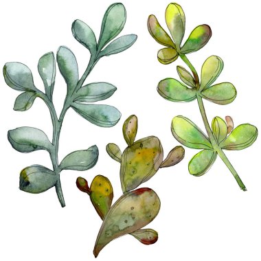Orman botanik etli çiçek. Vahşi bahar yaprak izole. Suluboya arka plan illüstrasyon küme. Suluboya çizim moda aquarelle izole. İzole lezzetli illüstrasyon öğesi.