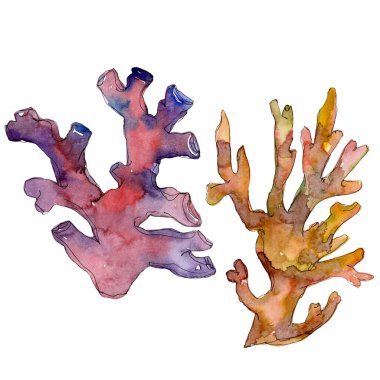 Kırmızı ve sarı su doğa mercan kayalığı. Tropikal bitki deniz ve okyanus su hayat öğesi. Suluboya arka plan ayarlamak. Suluboya çizim moda aquarelle. Mercan illüstrasyon izole öğesi.