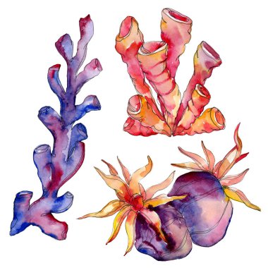 Renkli su sualtı doğa mercan kayalığı. Tropikal bitki deniz ve okyanus su hayat öğesi. Suluboya arka plan illüstrasyon küme. Suluboya çizim moda aquarelle izole.