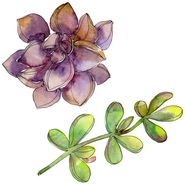 ดอกไม อยในป ใบไม กแยกออก ดภาพประกอบพ นหล ภาพวาดส าแฟช Aquarelle แยก — ภาพถ่ายสต็อก