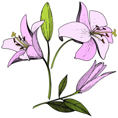 Vektör pembe Lily botanik çiçek. Vahşi bahar yaprak izole kır çiçeği. Oyulmuş mürekkep sanat. İzole lilyum beyaz arka plan illüstrasyon öğesinde.