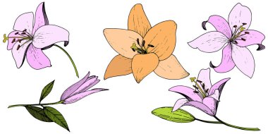 Pembe ve turuncu lily botanik çiçek vektör. Vahşi bahar yaprak izole kır çiçeği. Oyulmuş mürekkep sanat. İzole lilyum beyaz arka plan illüstrasyon öğesinde.