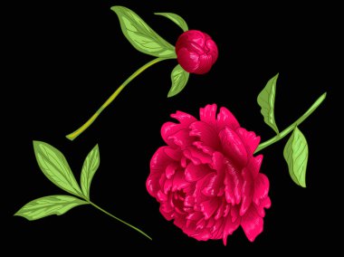 Vektör kırmızı Şakayık botanik çiçek. Vahşi bahar yaprak izole kır çiçeği. Kırmızı ve yeşil mürekkep sanat kazınmış. İzole Şakayık illüstrasyon öğe siyah arka plan üzerine.