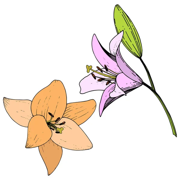 Vector Roze Oranje Lelie Bloemen Botanische Bloem Wild Voorjaar Blad — Stockvector