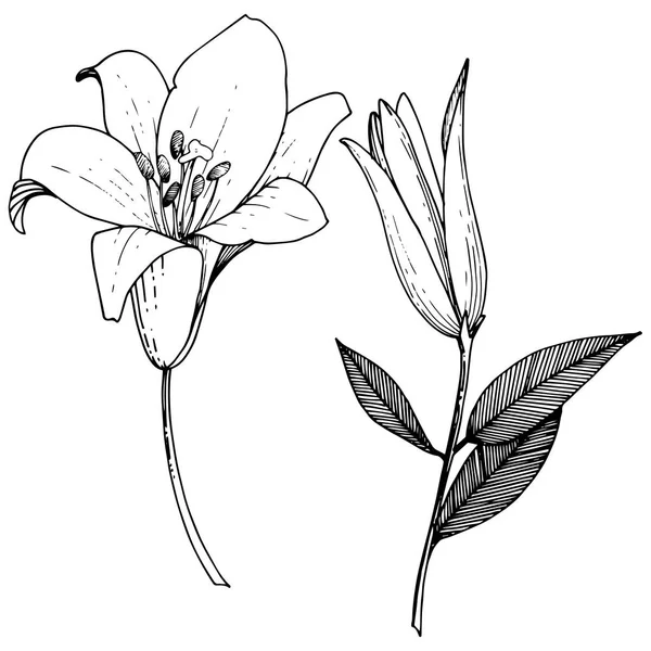 ベクトル ユリの花植物花 野生春葉のワイルドフラワーが分離されました 黒と白には アートが刻まれています 白い背景の上の孤立したユリの図要素 — ストックベクタ