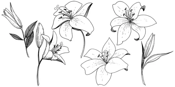 Vector Lily Floral Botanische Bloem Wild Voorjaar Blad Wildflower Geïsoleerd — Stockvector