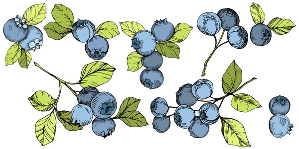 向量蓝莓格力和蓝色雕刻油墨艺术 浆果和绿叶 叶植物植物园花卉叶 孤立的蓝莓插图元素 — 图库矢量图片
