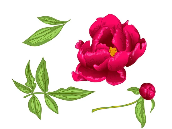 Vector Red Peony Flor Botânica Floral Folha Selvagem Primavera Wildflower — Vetor de Stock