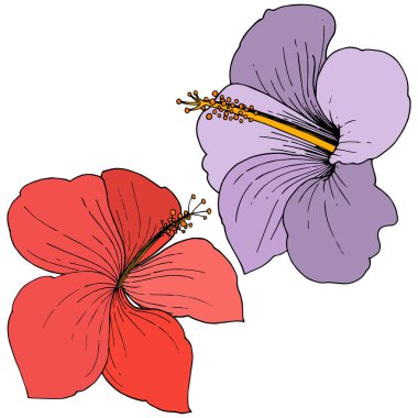 Vektör Hibiscus çiçek tropik çiçekler. Vahşi bahar yaprak izole kır çiçeği. Oyulmuş mürekkep sanat. İzole hibiscus illüstrasyon öğe beyaz arka plan üzerinde.