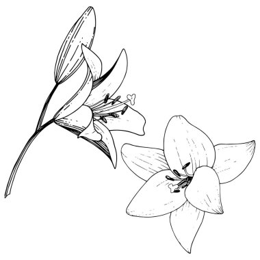 Vektör Lily botanik çiçek. Siyah ve beyaz mürekkep sanat kazınmış. İzole zambak resim öğesi.