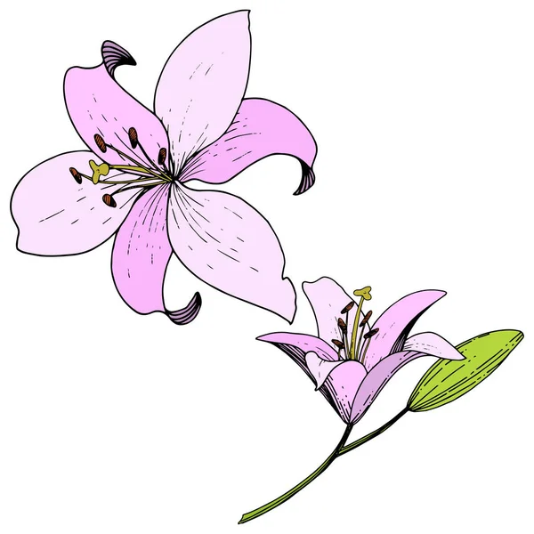 Flor botânica floral Vector Pink Lily. Arte de tinta gravada. Isolados lírios ilustração elemento no fundo branco . — Vetor de Stock