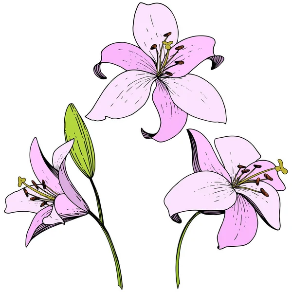 Vector Pink Lily blomstret botanisk blomst. Indgraveret blæk kunst. Isolerede liljer illustrationselement på hvid baggrund . – Stock-vektor