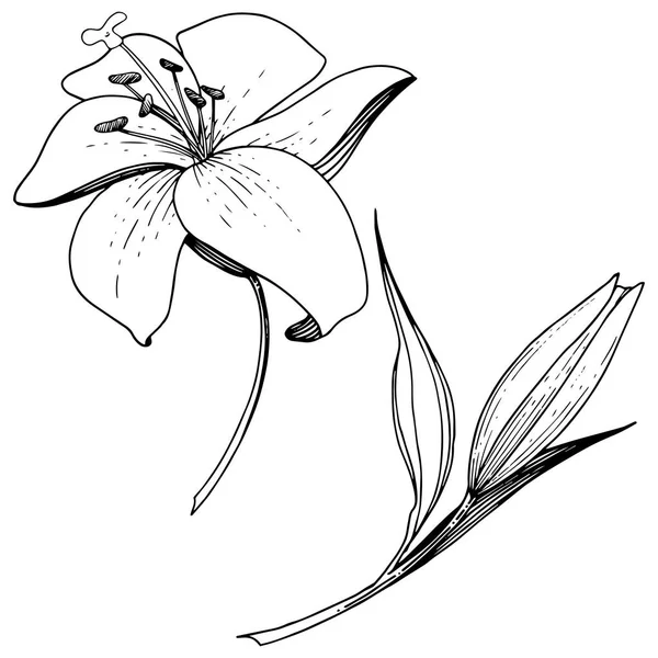 Vektor Lily blommig botaniska blomma. Svart och vit graverade bläck konst. Isolerade liljor illustration element. — Stock vektor