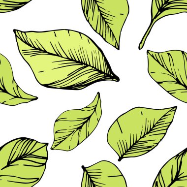 Vektör Blueberry Yeşil ve siyah mürekkep sanat kazınmış. Yeşil yaprakları. Sorunsuz arka plan deseni.