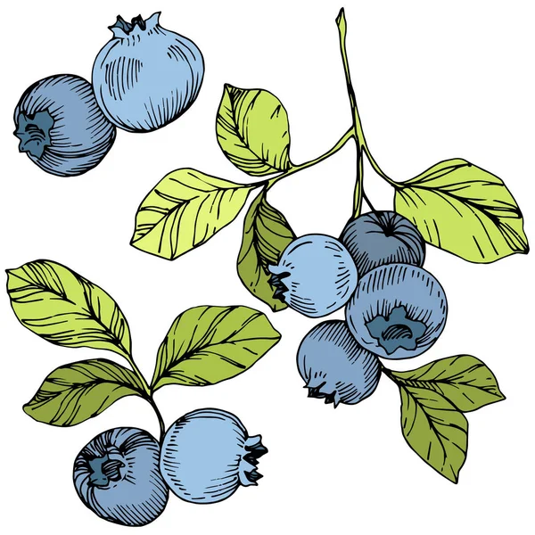 Διάνυσμα Blueberry πράσινο και μπλε χαραγμένο μελάνι τέχνης. Καρποί και πράσινα φύλλα. Εικονογράφηση στοιχείο απομονωμένες βακκινίων. — Διανυσματικό Αρχείο