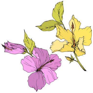 Vektör Hibiscus çiçek botanik çiçek. Oyulmuş mürekkep sanat. İzole hibiscus illüstrasyon öğe beyaz arka plan üzerinde.