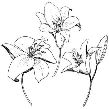 Vektör Lily botanik çiçek. Siyah ve beyaz mürekkep sanat kazınmış. İzole zambak resim öğesi.