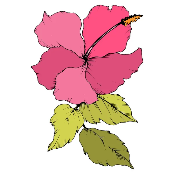 Vector Hibiscus flor botânica floral. Arte de tinta gravada. Isolado elemento de ilustração hibisco no fundo branco . — Vetor de Stock