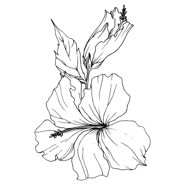 ベクトル ハイビスカスの花植物花。黒と白には、アートが刻まれています。孤立したハイビスカス イラスト要素. — ストックベクタ