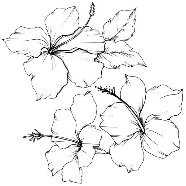 Vektör Hibiscus çiçek botanik çiçek. Siyah ve beyaz mürekkep sanat kazınmış. İzole hibiscus illüstrasyon öğesi.