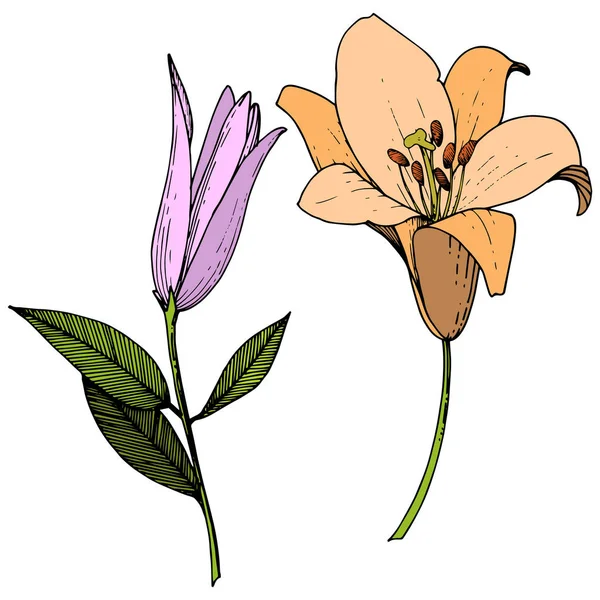 Vector Rosa y naranja lirio flor botánica floral. Arte de tinta grabada. Elemento ilustrativo de lirios aislados . — Vector de stock