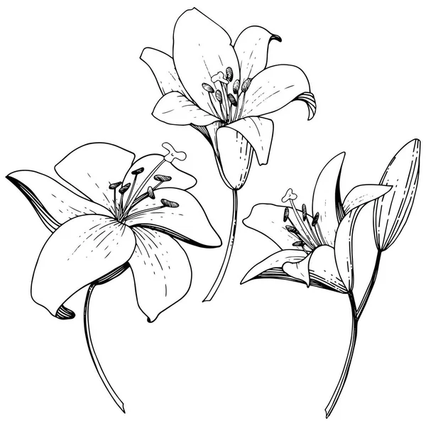 Vektör Lily botanik çiçek. Siyah ve beyaz mürekkep sanat kazınmış. İzole zambak resim öğesi.