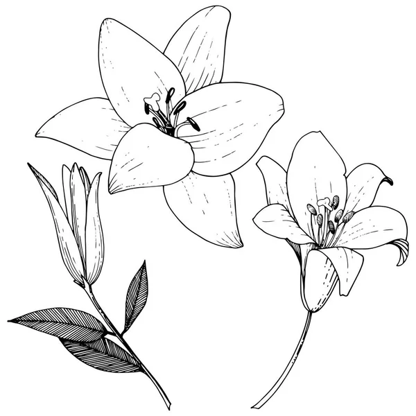 Vektör Lily botanik çiçek. Siyah ve beyaz mürekkep sanat kazınmış. İzole zambak resim öğesi.