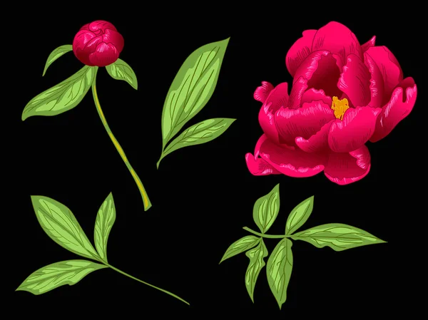 Vettore Peonia Rossa fiore botanico floreale. Inchiostro inciso rosso e verde art. Elemento di illustrazione peonia isolata . — Vettoriale Stock