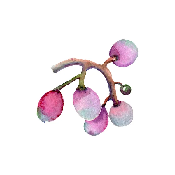 Alimentos saludables de uva de bayas en un estilo de acuarela aislado. Conjunto de fondo acuarela. Elemento de ilustración de frutas aisladas . — Foto de Stock