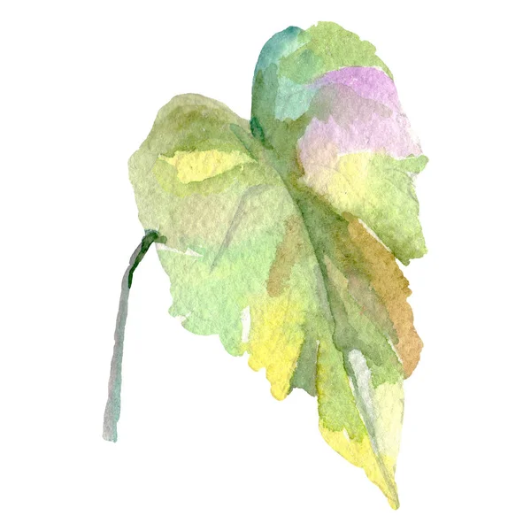Traubengrünes Blatt im Aquarellstil isoliert. Hintergrund Illustrationen gesetzt. isoliertes Blattillustrationselement. — Stockfoto