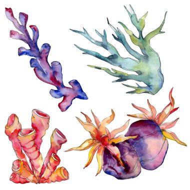 Renkli su sualtı doğa mercan kayalığı. İzole tropikal bitki deniz. Suluboya arka plan illüstrasyon seti.