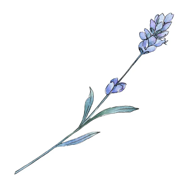 Violettem Lavendel florale botanische Blume. Aquarell Hintergrundillustration Set. isoliertes Lavendel-Illustrationselement. — Stockfoto