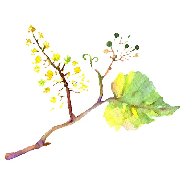 Winogrono zielony liść w stylu przypominającym akwarele na białym tle. Tło zestaw ilustracji. Element ilustracja liść na białym tle. — Zdjęcie stockowe