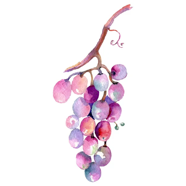 Druiven bessen gezond voedsel in een aquarel stijl geïsoleerd. Aquarel achtergrond instellen. Geïsoleerde fruit afbeelding element. — Stockfoto