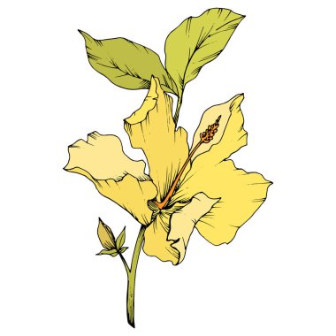 Vektör Hibiscus çiçek botanik çiçek. Oyulmuş mürekkep sanat. İzole hibiscus illüstrasyon öğe beyaz arka plan üzerinde.