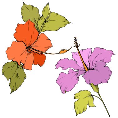 Vektör Hibiscus çiçek botanik çiçek. Oyulmuş mürekkep sanat. İzole hibiscus illüstrasyon öğe beyaz arka plan üzerinde.