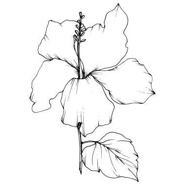 Vektör Hibiscus çiçek botanik çiçek. Siyah ve beyaz mürekkep sanat kazınmış. İzole hibiscus illüstrasyon öğesi.