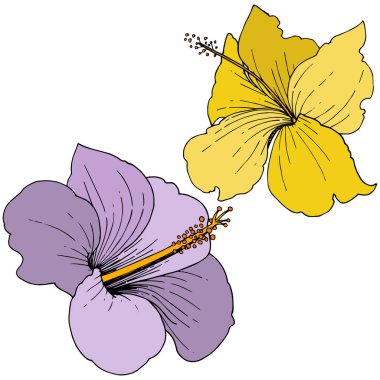 Vektör Hibiscus çiçek tropik çiçekler. Oyulmuş mürekkep sanat. İzole hibiscus illüstrasyon öğe beyaz arka plan üzerinde.