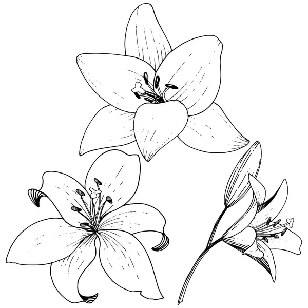 Flor botánica floral Vector Lily. Tinta grabada en blanco y negro. Elemento ilustrativo de lirios aislados . — Archivo Imágenes Vectoriales