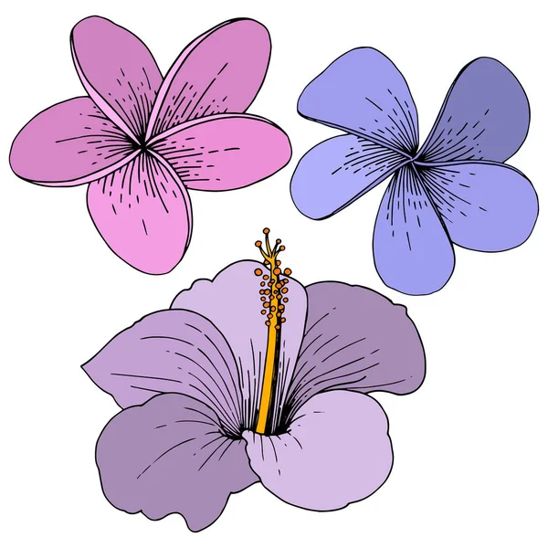 Vektör Hibiscus çiçek tropik çiçekler. Oyulmuş mürekkep sanat. İzole hibiscus illüstrasyon öğe beyaz arka plan üzerinde. — Stok Vektör