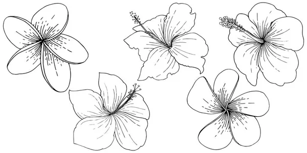 Wektor Kwiatowy Kwiaty Tropikalne Hibiskusa Wiosna Dzikiego Wildflower Liść Białym — Wektor stockowy