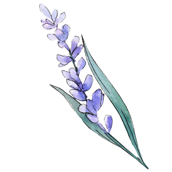 Violettem Lavendel Florale Botanische Blume Wildes Frühlingsblatt Wildblume Isoliert Aquarell — Stockfoto