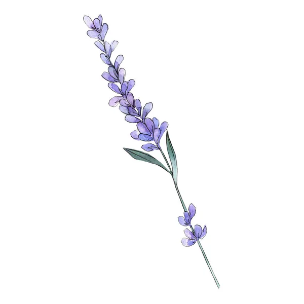 Fialové Levandule Květinové Botanické Květin Divoký Jarní Listové Wildflower Izolován — Stock fotografie
