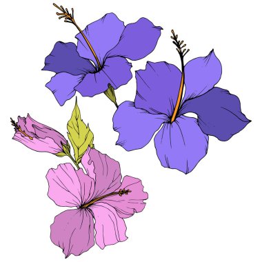 Vektör Hibiscus çiçek botanik çiçek. Egzotik tropik hawaiian yaz. Oyulmuş mürekkep sanat. İzole hibiscus illüstrasyon öğe beyaz arka plan üzerinde.