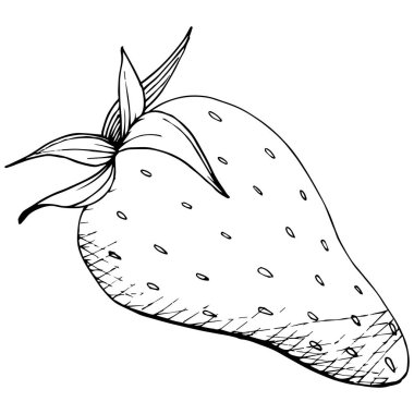 Çilek sağlıklı gıda vektör. Siyah ve beyaz mürekkep sanat kazınmış. Arka plan, doku, sarıcı desen veya menü için taze meyve. İzole berry illüstrasyon öğe beyaz arka plan üzerinde.