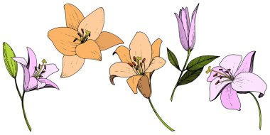 Pembe ve turuncu lily botanik çiçek vektör. Vahşi bahar yaprak izole kır çiçeği. Oyulmuş mürekkep sanat. İzole lilyum beyaz arka plan illüstrasyon öğesinde.