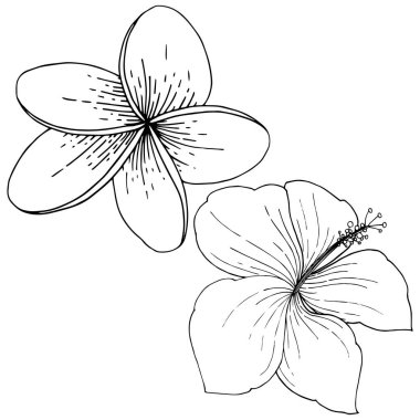 Vektör Hibiscus çiçek tropik çiçekler. Vahşi bahar yaprak izole kır çiçeği. Siyah ve beyaz mürekkep sanat kazınmış. İzole hibiscus illüstrasyon öğe beyaz arka plan üzerinde beyaz arka plan üzerinde.