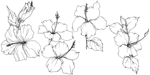 ベクトル ハイビスカスの花植物花 エキゾチックな熱帯のハワイアンの夏 黒と白には アートが刻まれています 白い背景の上の隔離されたハイビスカス イラスト要素 — ストックベクタ